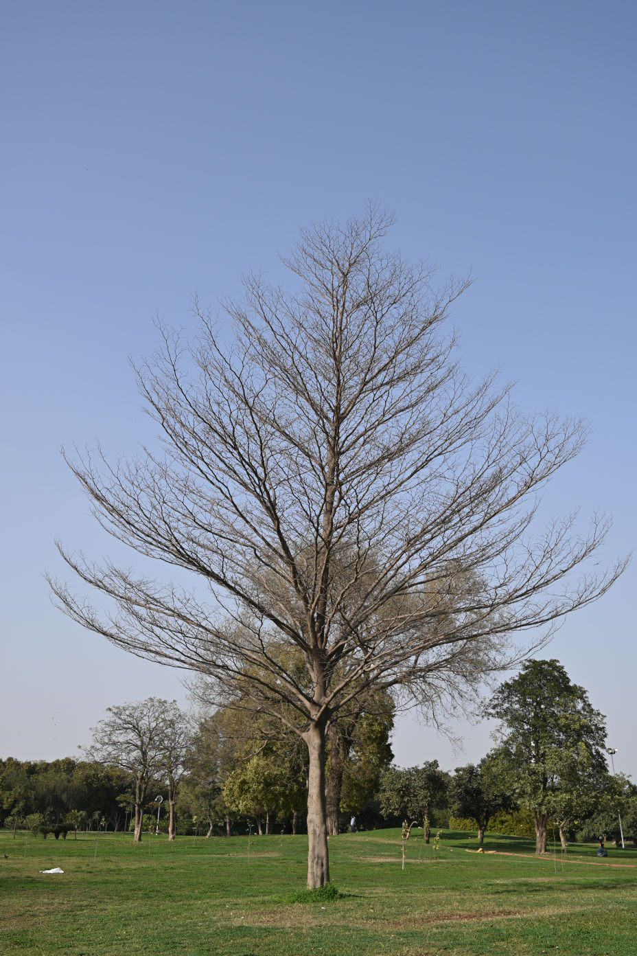 a leafless tree in a park